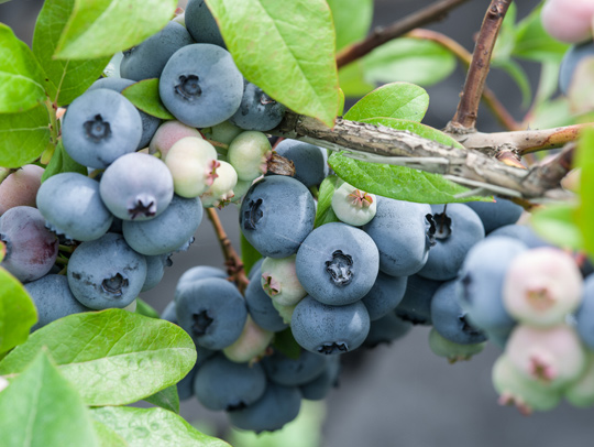 blueberries-in-nature